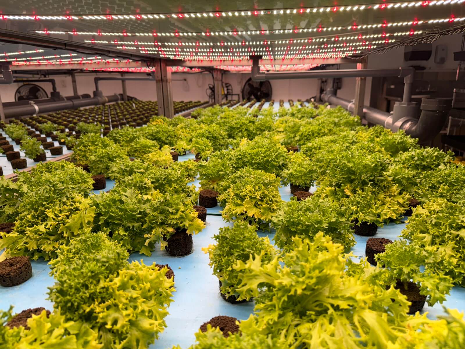hydroponic-lettuce-growth-indoor-farming hydroponic-lettuce-growth-indoor-farming