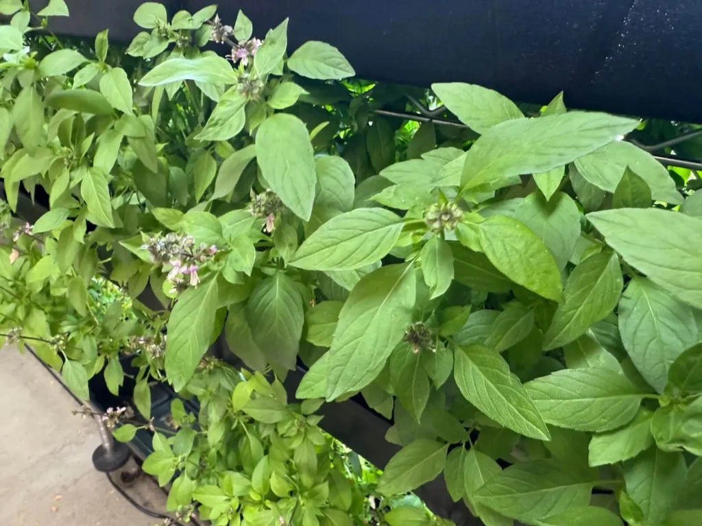 flowering-basil