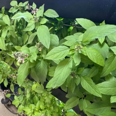 flowering-basil