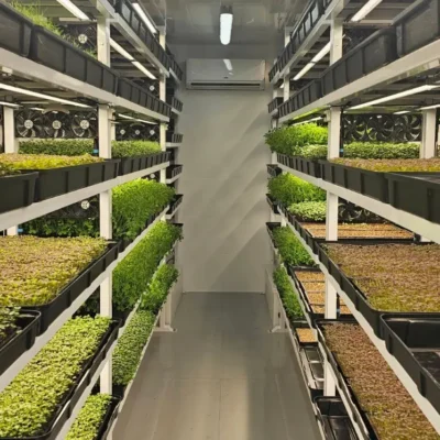 vertical-farm-microgreens