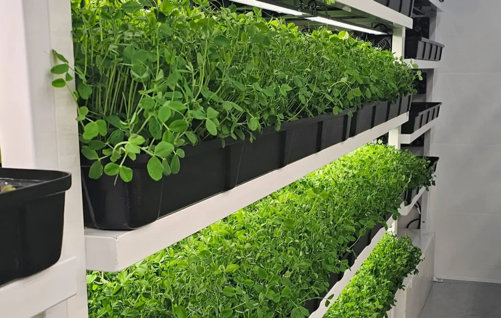 vertical-farm-pea-shoots