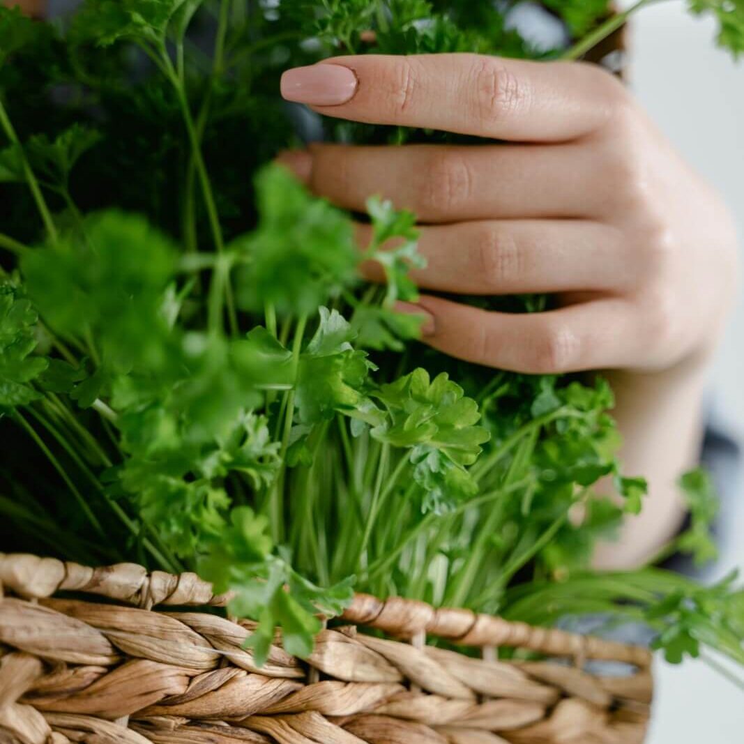 cilantro-coriander-leaves-3 cilantro-coriander-leaves-3