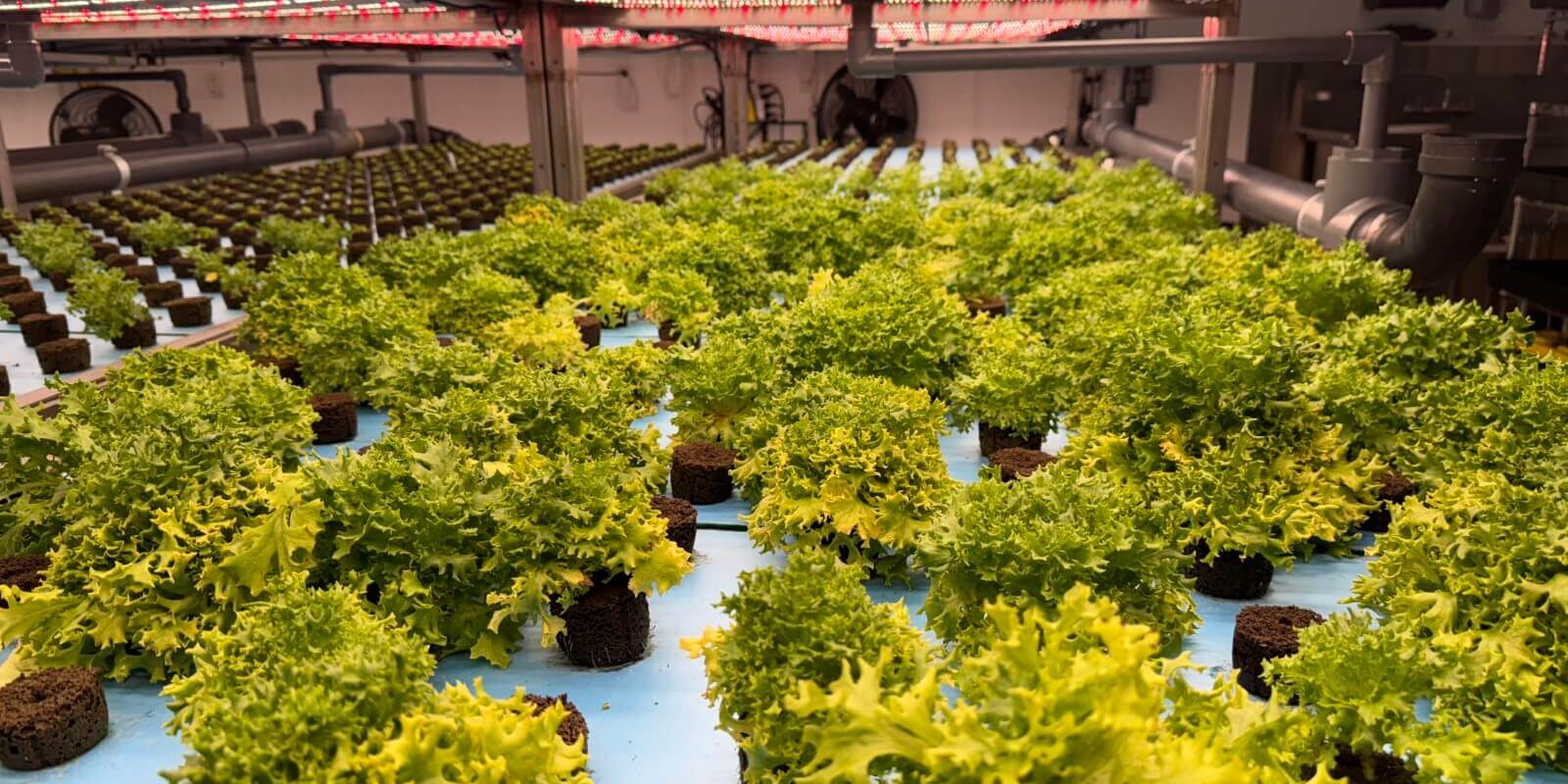 hydroponic-lettuce-growth-indoor-farming