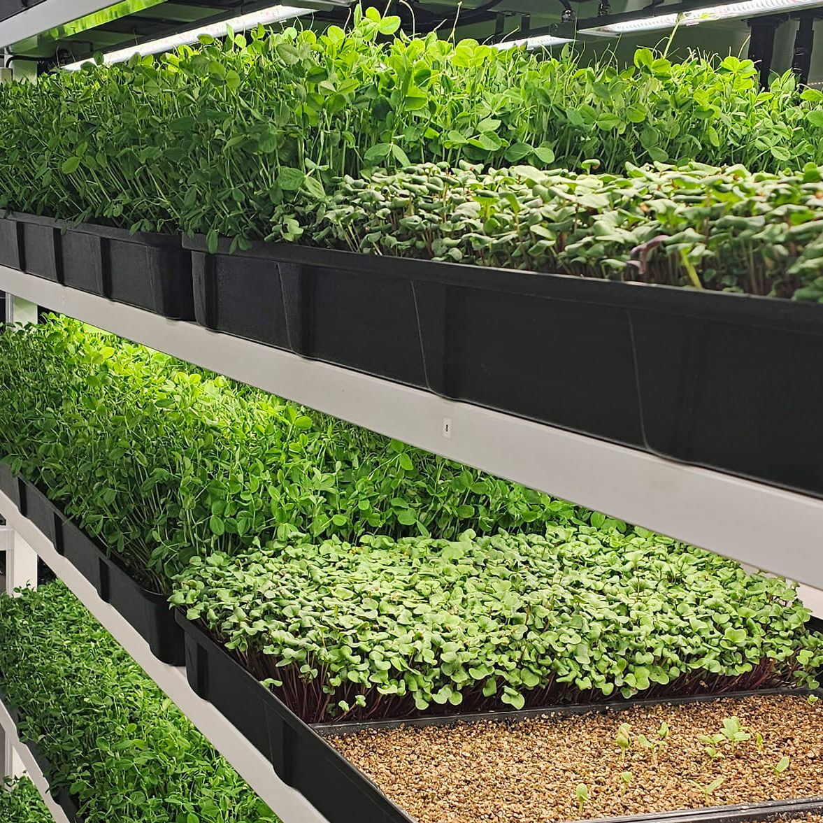 modular-aquaponics-vertical-garden-sprouts-herbs-4 modular-aquaponics-vertical-garden-sprouts-herbs-4