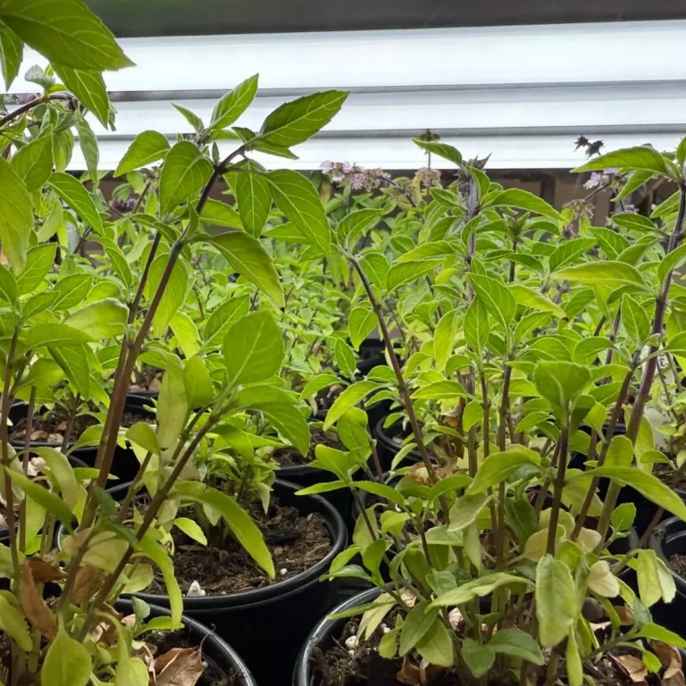 potted-basil-plants